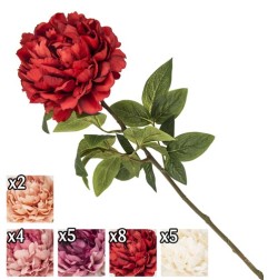 STELO PEONIA 72CM 5 ASS.