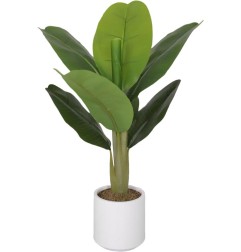 PIANTA BANANO 8 FOGLIE 75CM