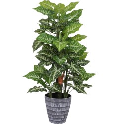 PIANTA MONSTERA POINT 85CM