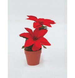 STELLA NATALE IN VASO CM17 ROSSE I